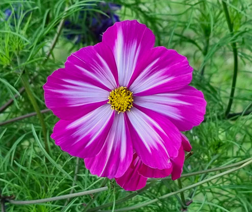 Dahlia 2026